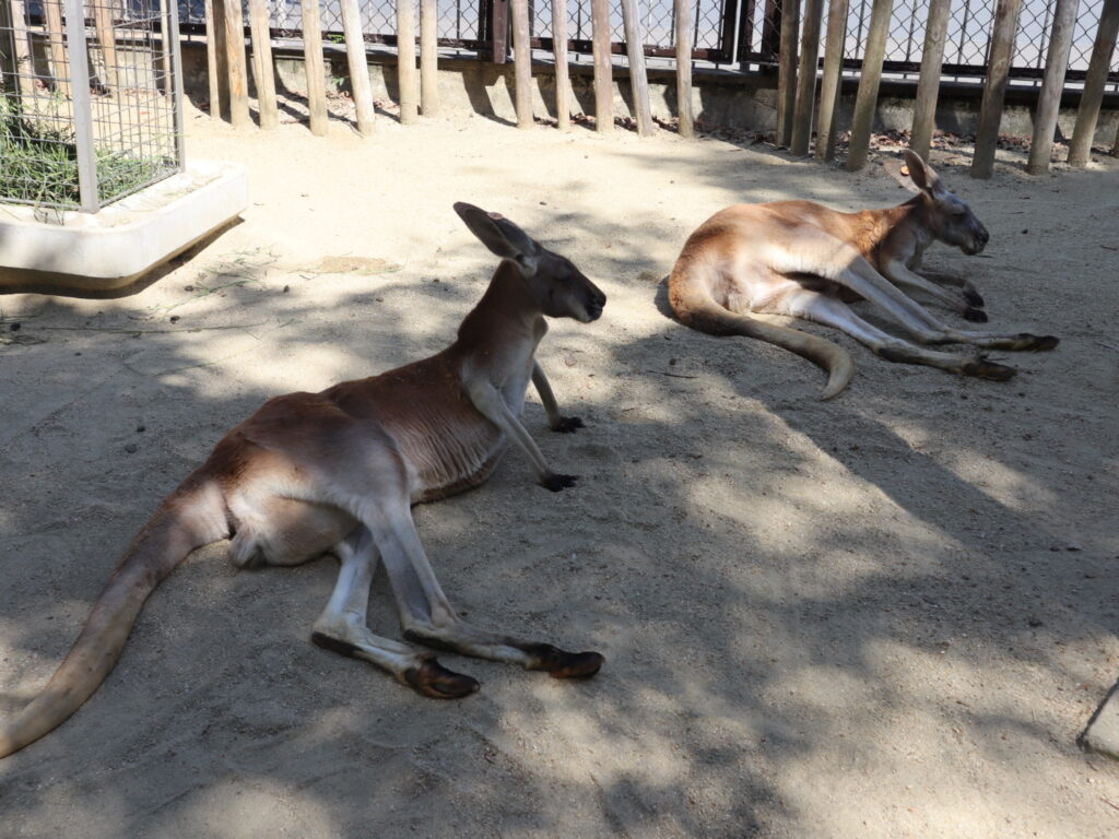 カンガルー