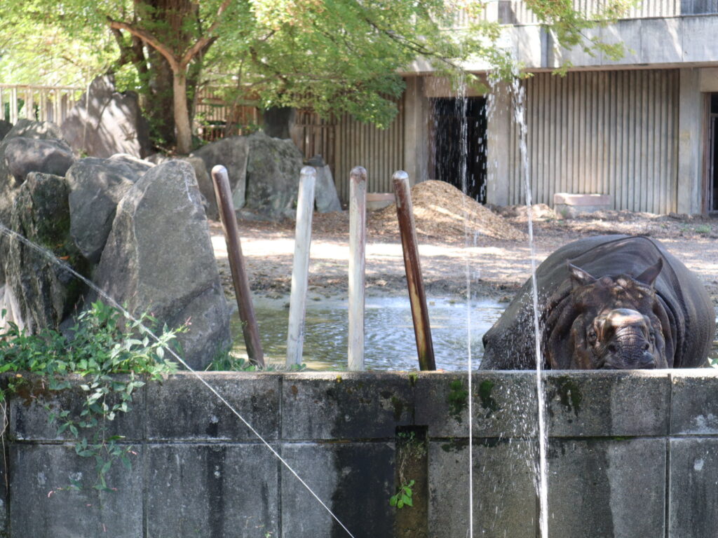 サイ