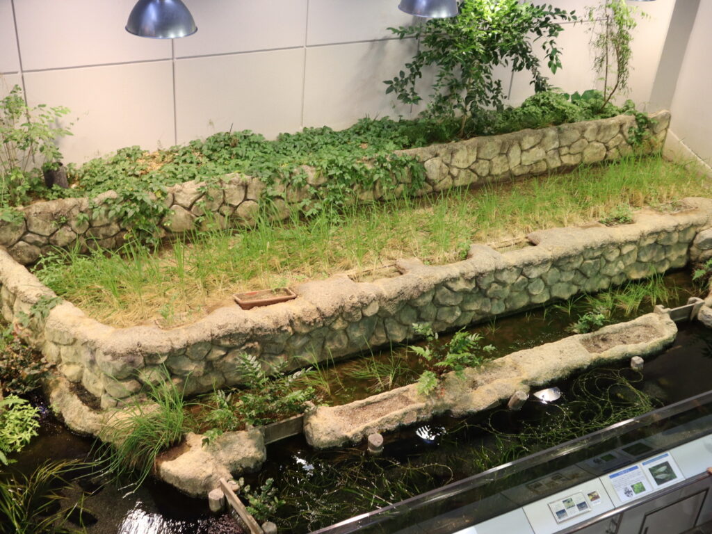 世界のメダカ館