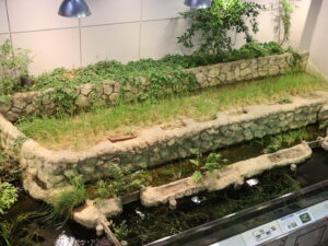 世界のメダカ館