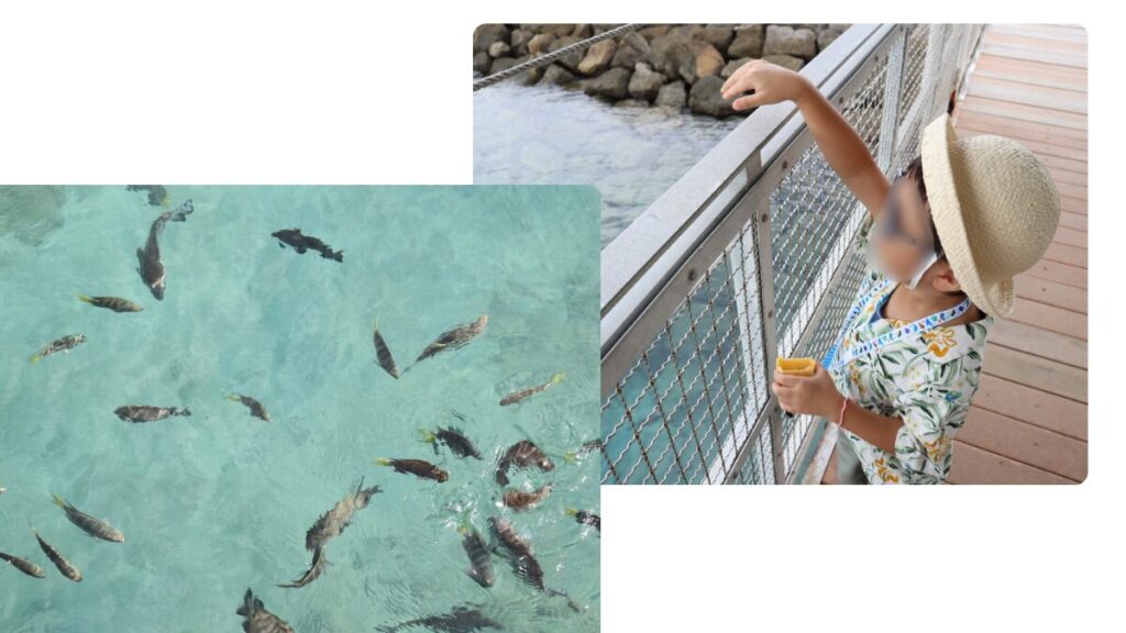魚のえさやり