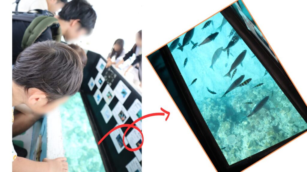 ブセナ海中公園 グラスボート