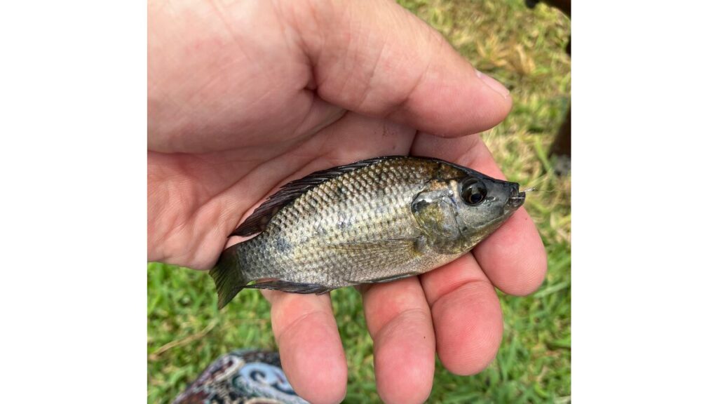 釣れた魚