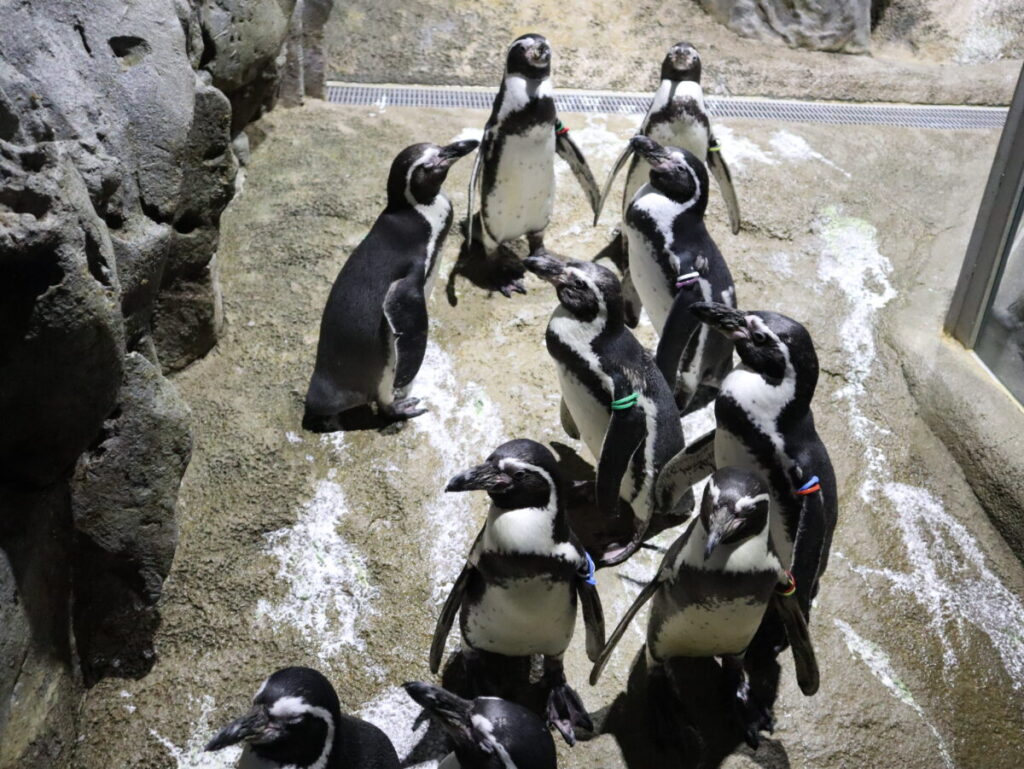 ペンギン