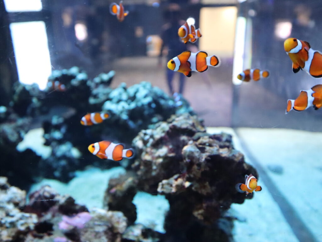 カクレクマノミ