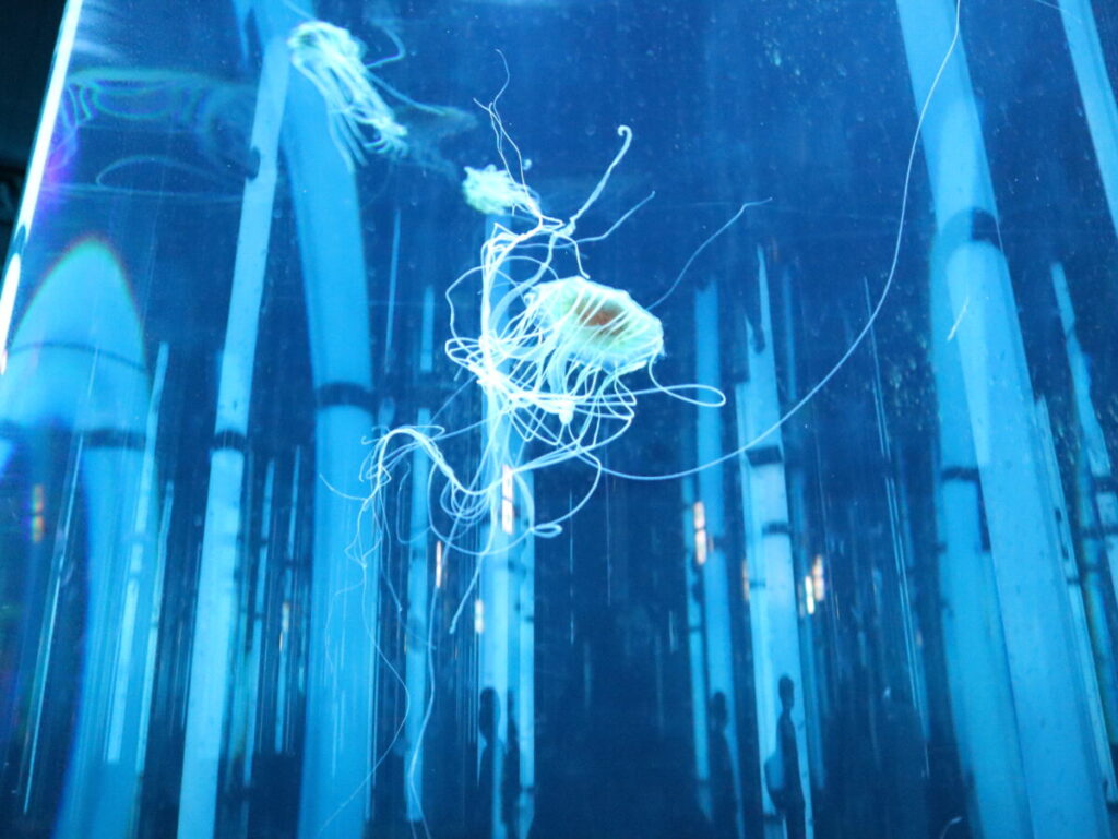 クラゲの展示