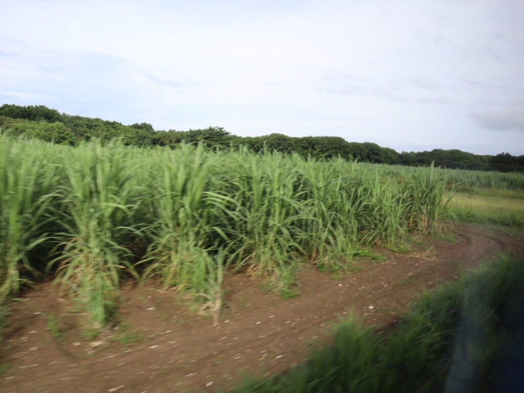 さとうきび畑